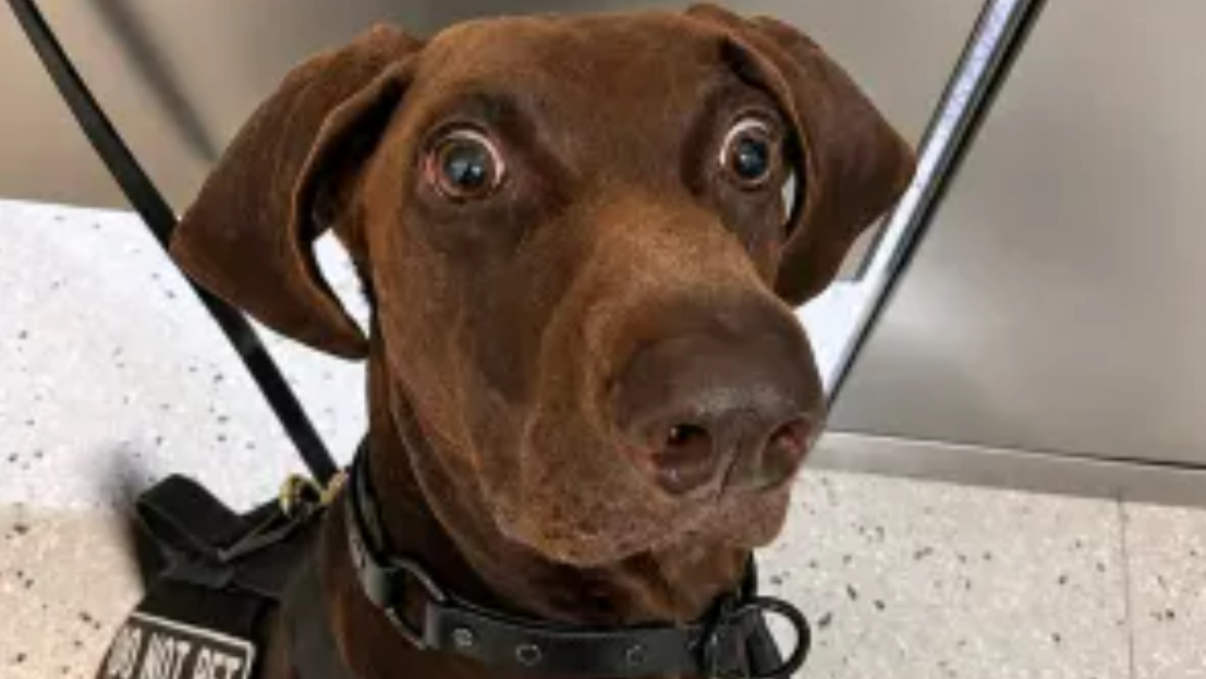 A 3 year old bomb sniffing dog named Bolt just beat out 84 other TSA dogs to win the agency's 2026 Cutest Canine title.